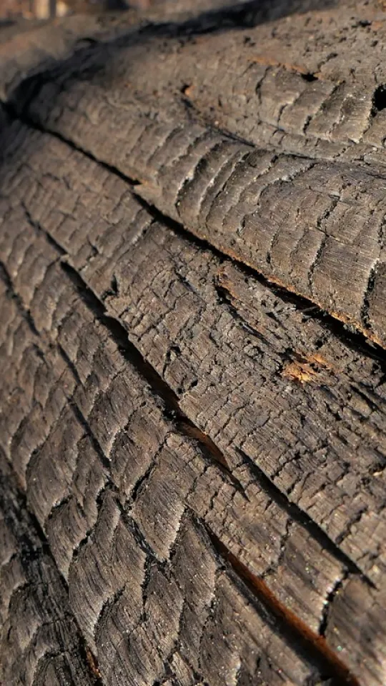 Un tronc d&rsquo;arbre calcin&eacute;, en gros plan.